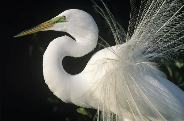 White Egret — Stock Photo, Image