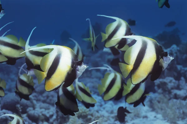 Banner de pescado — Foto de Stock