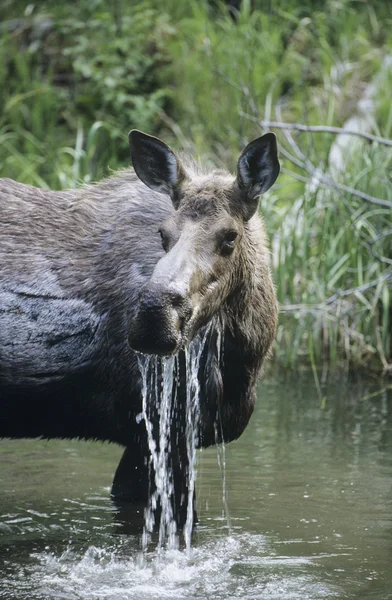 Orignal femelle dans le lac — Photo