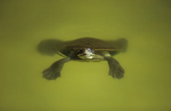 Tortuga flotando en estanque — Foto de Stock
