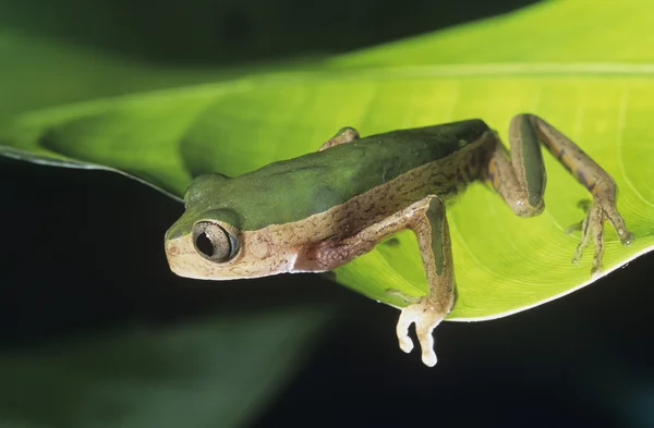 Sapo de árvore na folha — Fotografia de Stock