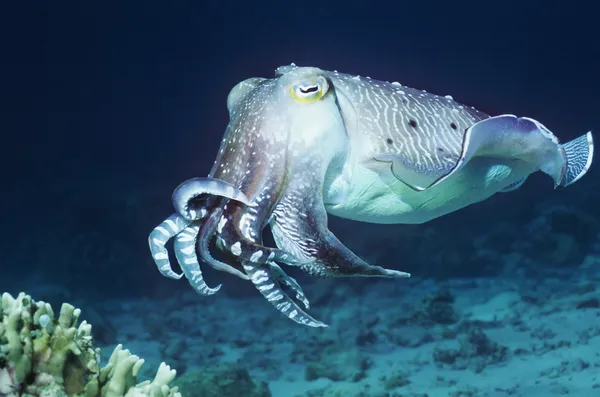 Tintenfische — Stockfoto