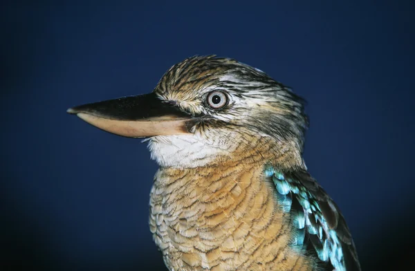 澳大利亚蓝翅笑翠鸟 — 图库照片