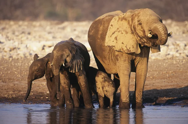 Elefante africano — Foto Stock