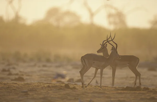 Due Gazelle fianco a fianco sulla savana — Foto Stock