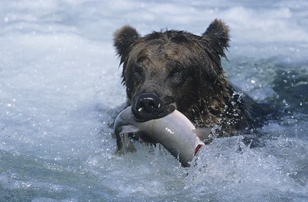 Grizzly medvěd plavání s rybou — Stock fotografie