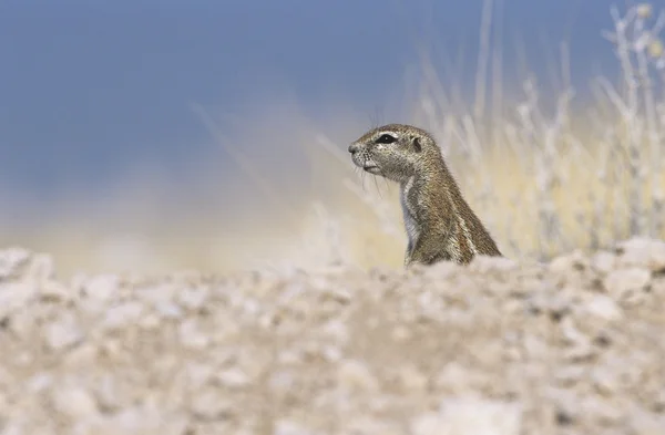 경고 다람쥐 — 스톡 사진