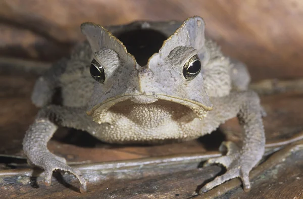 Tree frog on leaf — Stock Photo, Image
