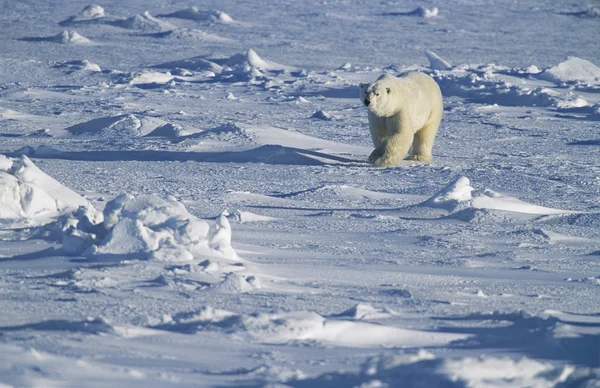Urso polar andando na neve Yukon — Fotografia de Stock