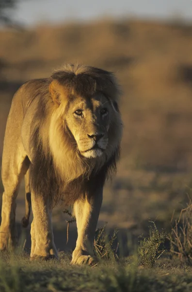 Leone che cammina sulla savana — Foto Stock