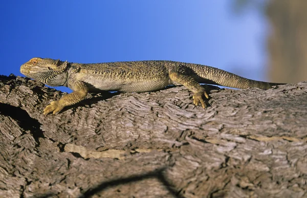 Dragón de agua en rama — Foto de Stock