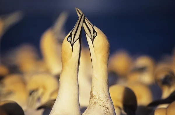 Gannets corteggiamento vicino colonia — Foto Stock