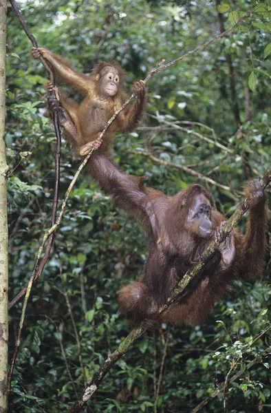 2 つのオランウータンの木にぶら下がっています。 — ストック写真