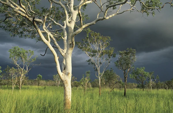 フィールドでのオーストラリアのユーカリの木 — ストック写真