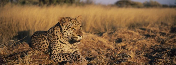 Leopard Lying in Grass — Stock Photo, Image