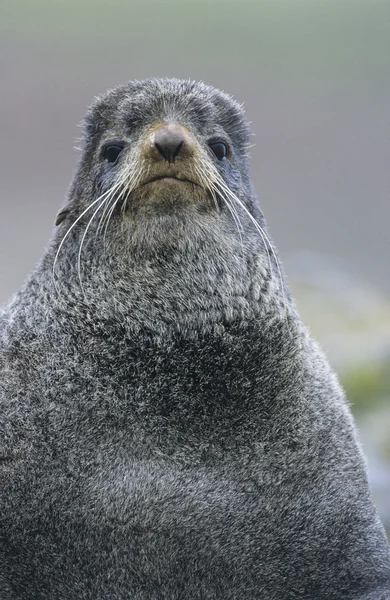 Sea lion — Stock Photo, Image