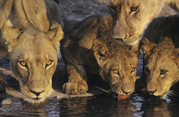 Löwen trinken am Wasserloch — Stockfoto