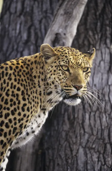 Leopardo em pé ao lado da árvore — Fotografia de Stock