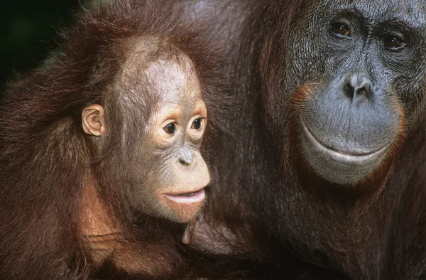 Orangutan con i giovani — Foto Stock