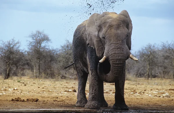 Afrikansk elefant squirting lera — Stockfoto