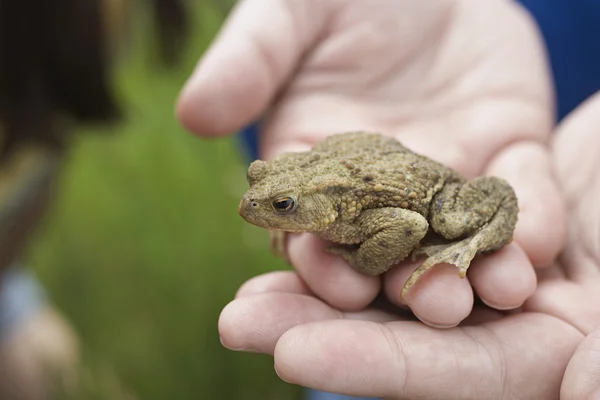 Boy Holding Frog — Stock Photo, Image