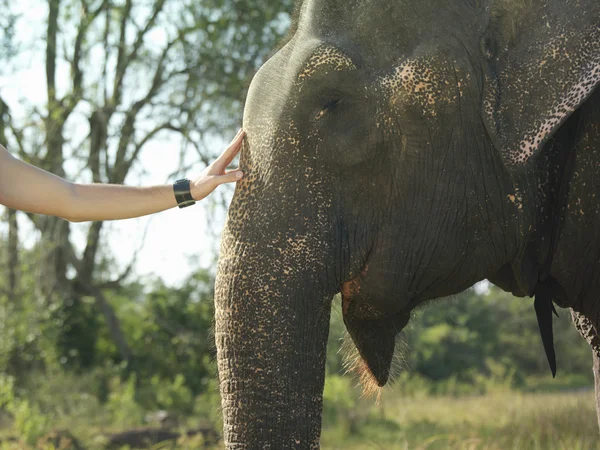 Frau berührt Elefanten — Stockfoto