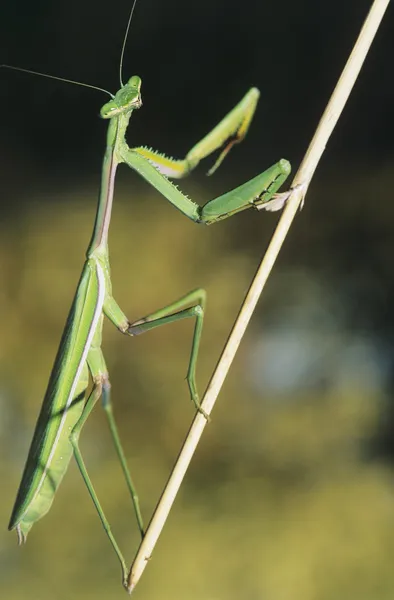 Praying mantis klättring twig — Stockfoto