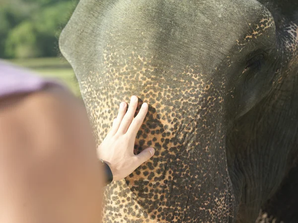 Frau streichelt Elefanten — Stockfoto