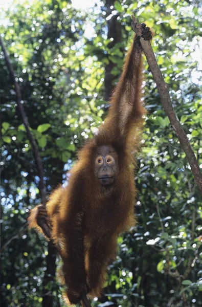 Orangutan wycie — Zdjęcie stockowe