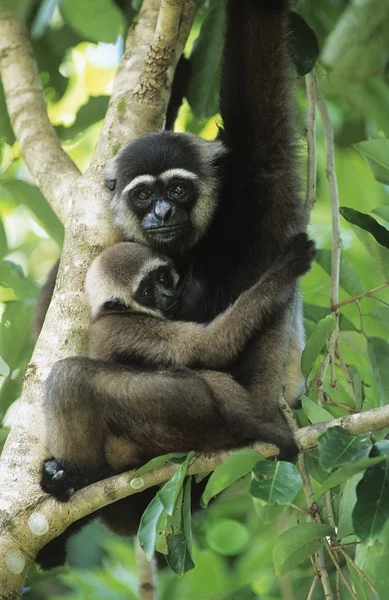 Mono ardilla abrazando joven en árbol —  Fotos de Stock