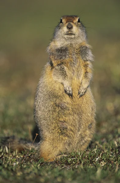 Ardilla de tierra de alerta — Foto de Stock