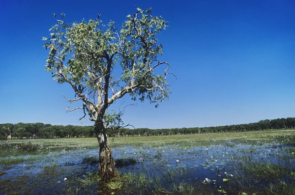 Träd på sjön — Stockfoto