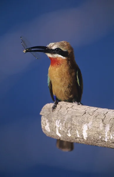 Экзотический ловитель мух, сидящий на ветке — стоковое фото