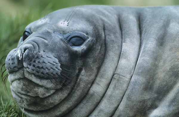 Seal close-up of head — Stock Photo, Image