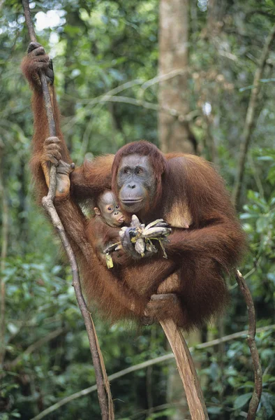 Orangutan abraçando jovens na árvore — Fotografia de Stock