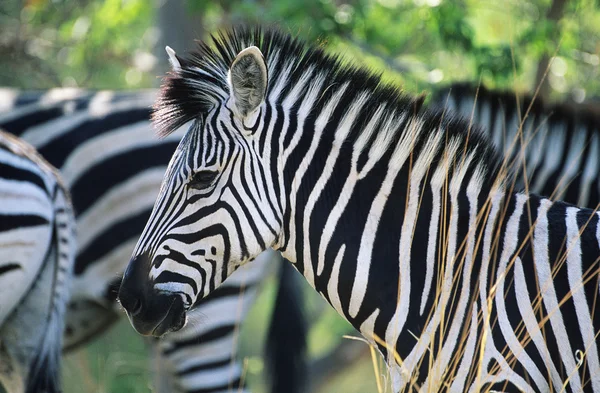 Flachland-Zebra — Stockfoto