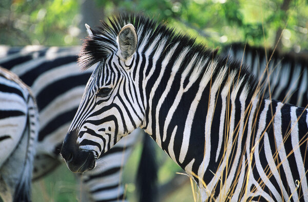 Plains Zebra (Equus Burchelli) close-up