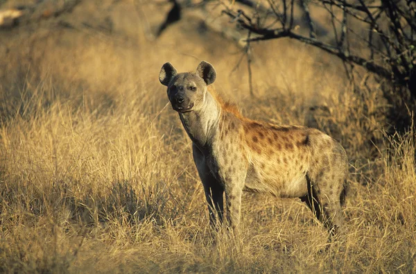 Gevlekte hyena — Stockfoto