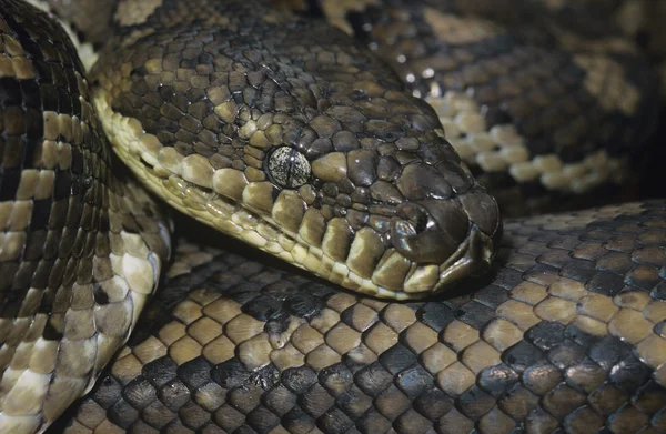 Carpet Python — Stock Photo, Image