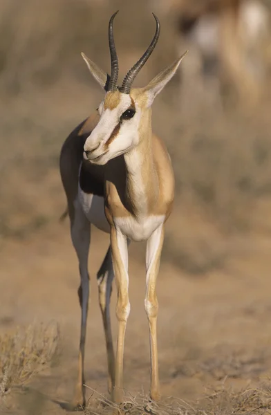 Gazelle on savannah — Stock Photo, Image