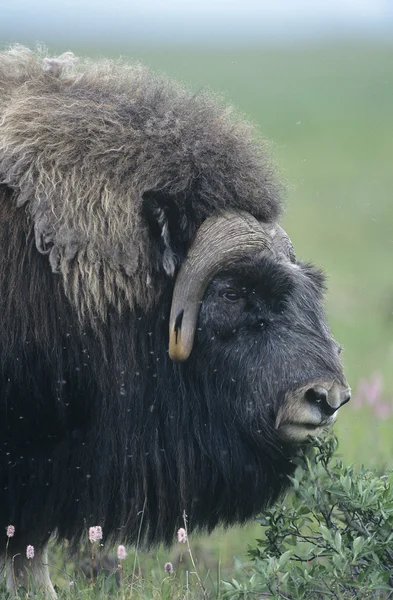 Buffel huvud — Stockfoto