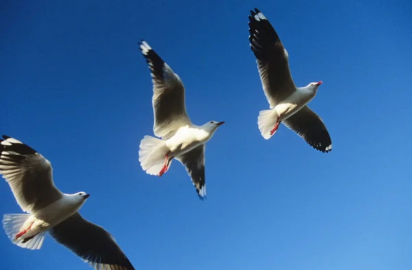 Drei Vögel fliegen hintereinander — Stockfoto