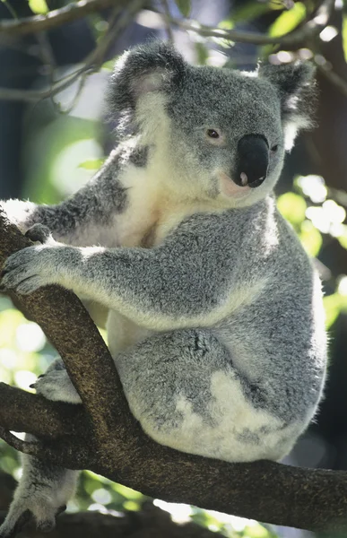 Koala sentado na árvore — Fotografia de Stock