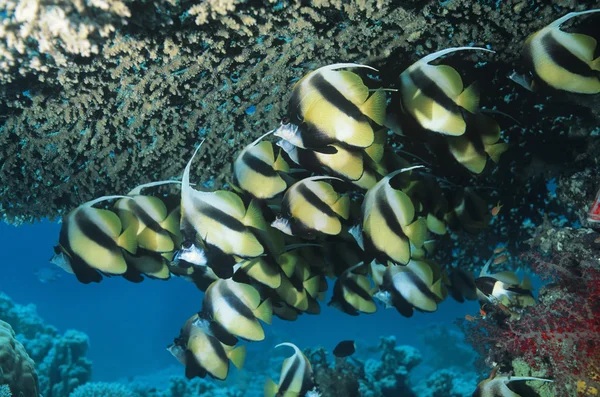 Peces mariposa — Foto de Stock