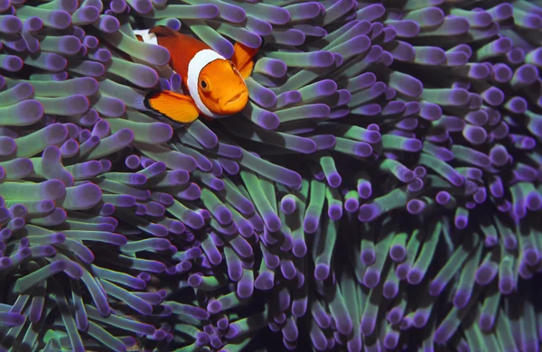 Anemone Fish — Stock Photo, Image