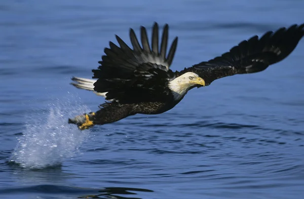 Aquila calva cattura del pesce — Foto Stock