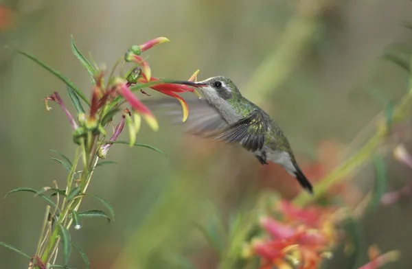 Humming pássaro alimentando-se de flor — Fotografia de Stock