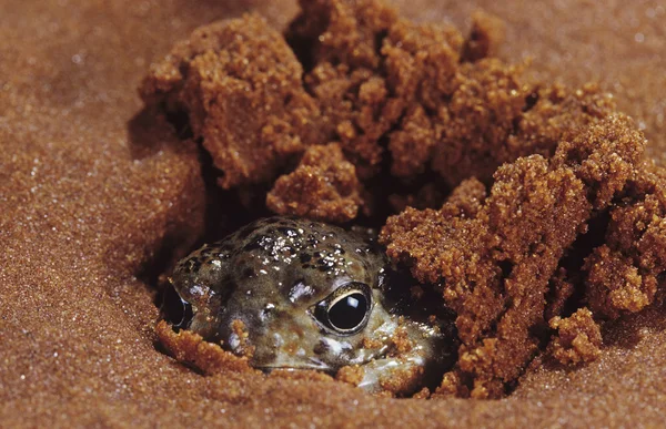 Burrying zwierząt w piasku — Zdjęcie stockowe