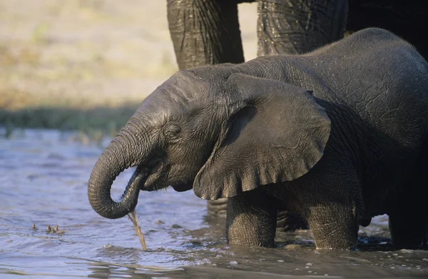 Elefante africano che beve con madre — Foto Stock