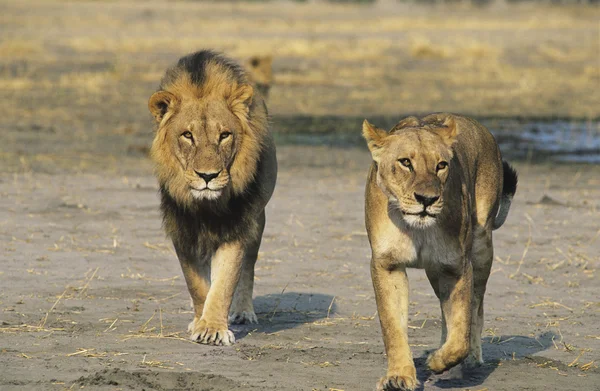 Pair of Lions walking on savannah — Stock Photo, Image